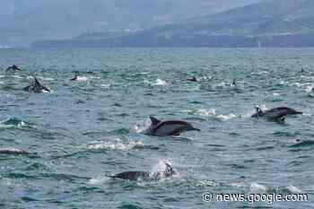 Manadas de delfines surcan la bahía de Ensenada - La Jornada