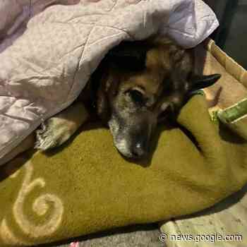 Pippo il cane libero di Avellino è ancora al gelo. Il Sindaco: «La ... - Kodami