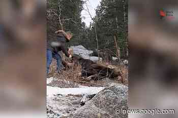 Princeton man jumps into action to cut moose loose from fence ... - Clearwater Times