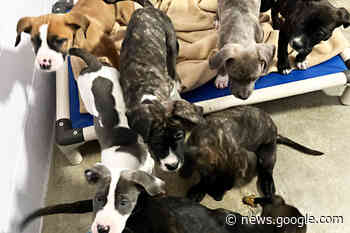 13 severely emaciated Cane Corso dogs seized from breeder in ... - Terrace Standard