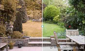 Interactive tool reveals how dogs see the world