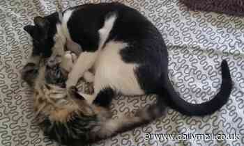 Science behind cat fights: Kicking is playing but chasing means fur could be about to fly