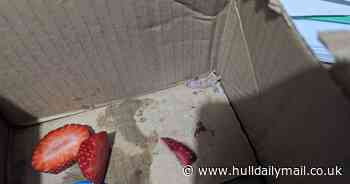 Woman finds baby gecko in strawberries bought from Lidl