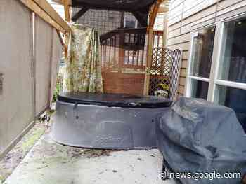 Cougar snatches family cat off Colwood hot tub and kills it - Squamish Chief