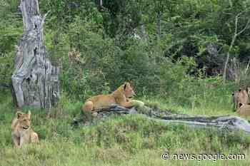 Where can I get a vegan safari? - Squamish Chief