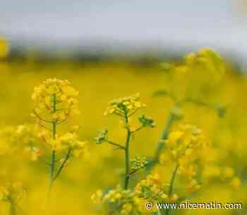 Biodiesel: les producteurs soutiennent que le carburant demeure éligible à la vignette Crit’Air 1