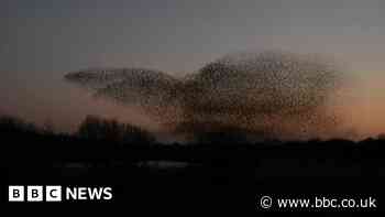 Film-maker captures wonder of starling murmuration