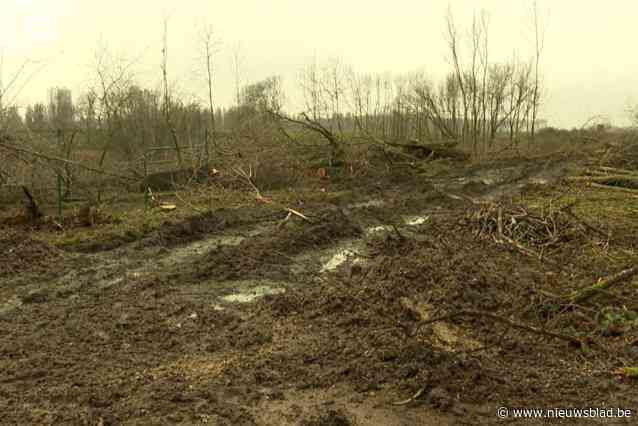 Honderden bomen gerooid aan Noordkasteel voor aanleg Oosterweel: “Geen prettig zicht, maar er komt nieuw groen”
