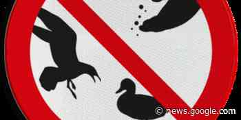 Voederverbod op het openbaar domein - Knokke Heist