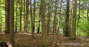 Pesticide treatment aimed at saving hemlock trees in Cayuga County - The Citizen