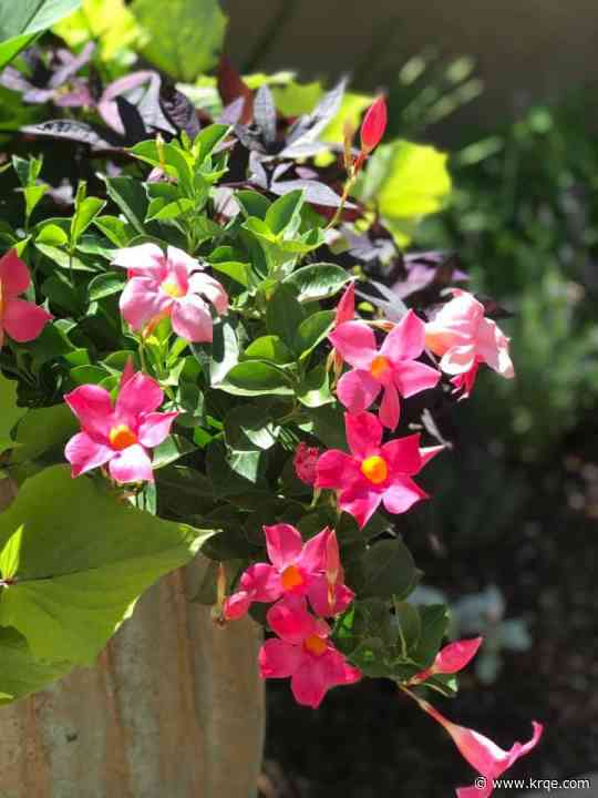 Albuquerque BioPark Botanic Garden included in travel site's top 12