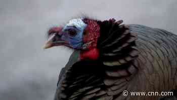 Neighbors claim terrorizing turkey is 'literally taking over our life'