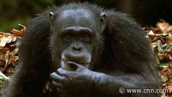 Humans can understand apes' sign language, new study finds