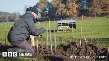 New Forest wildlife hedgerow planted as royal tribute - BBC