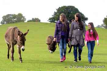 The New Forest named Europe's best national park for hiking - Salisbury Journal