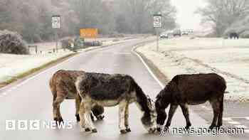 New Forest animal road deaths: Numbers fall further - BBC