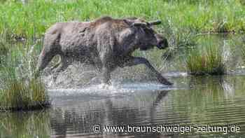 Der Elch kehrt wieder nach Deutschland zurück