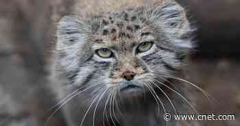 Scientists Find Elusive, Grumpy-Looking Cats Living on Mount Everest     - CNET