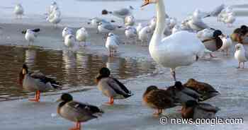 Charity turfed out after taking kids on frozen lake days after Solihull ... - Coventry Live