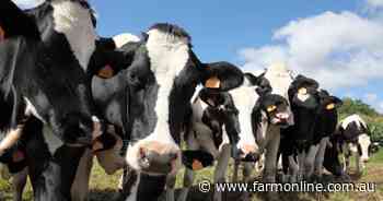 Bobby calf killing banned in NZ, Aussie dairy knows what's coming