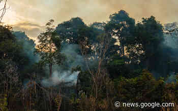 Ein Drittel des Amazonas-Waldes beeinträchtigt - wissenschaft.de
