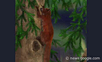 Frühe Primaten-Verwandte in der Arktis - wissenschaft.de