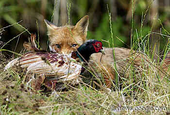 Ortskundige Fasane werden seltener Opfer - wissenschaft.de
