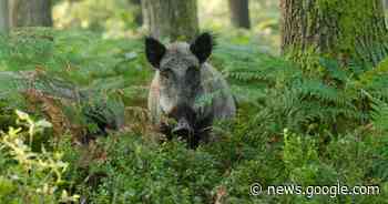 Wilde zwijnen teisteren bossen bij Meerssen: gemeente neemt ... - Het Laatste Nieuws