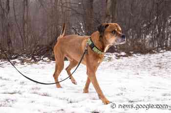 Adopt Me: Old Major is an active senior dog - Kitchener.CityNews.ca