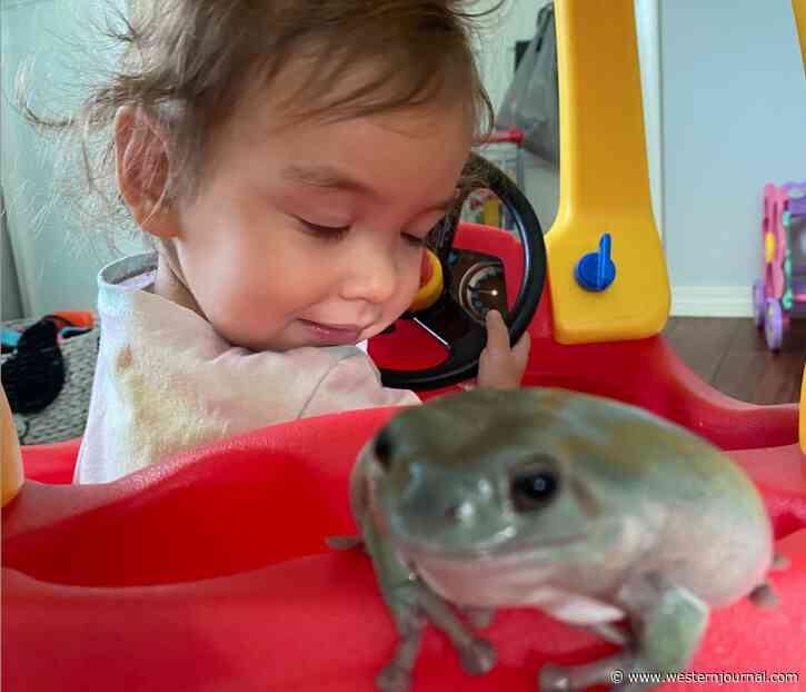 This Toddler Is Best Friends With Her Pet Frog: 'They Go On Walks Together'