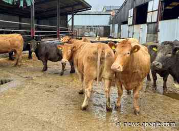 Farm business puts herd up for sale at Welshpool auction - Shropshire Star