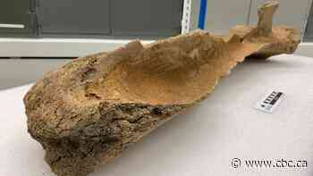 Retired teacher finds mammoth shoulder blade bone while walking dogs west of Edmonton