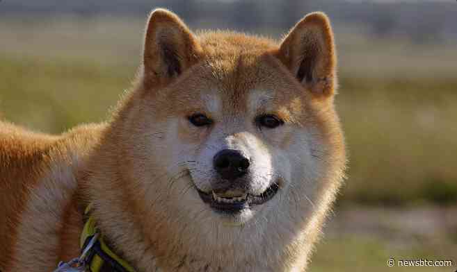 Dogecoin (DOGE) Soars 8%, But An Uptick In This Metric Suggests A Pullback