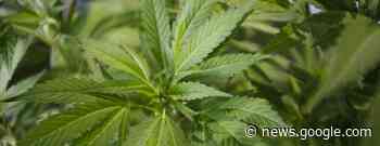 Hemp Farmer Doesn't Have a Right to Transport Plants on Flights - Bloomberg Law