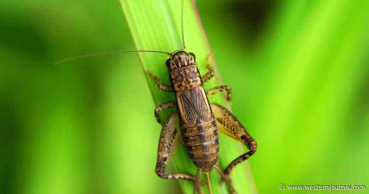 Two Insect Species Given Green Light as Food for Humans