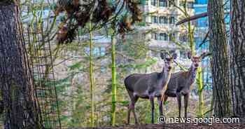 Moet het oudste hertenkamp van Nederland sluiten? 'Dieren ... - AD