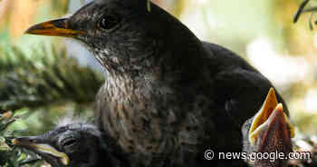 Zelfs één graad warmer heeft al ingrijpende gevolgen voor dieren ... - MO