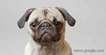 Minister wil einde aan dieren die lijden onder uiterlijk en komt met ... - AD