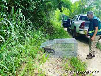 Técnicos da Secretaria do Ambiente de Itaperuna realizam a soltura ... - O Diário do Noroeste
