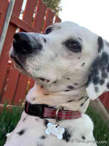 Lethbridge dog owners reminded to license their furry friends - My Lethbridge Now