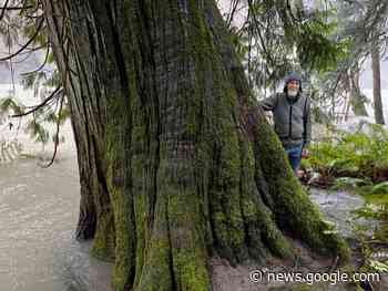 Conservation activist hopes old growth giants in North Cowichan ... - Lake Cowichan Gazette