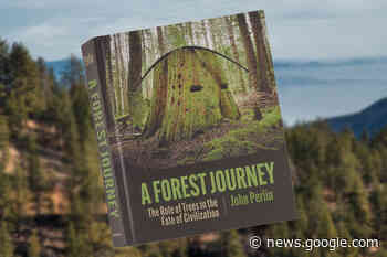 A Forest Journey | The UCSB Current - The UCSB Current