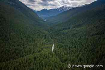 'We owe it to our children': 75000 hectares of old growth forest ... - Terrace Standard