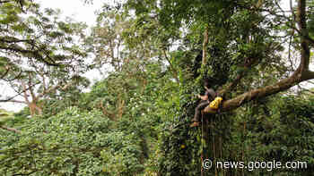 Purdue launches new AI-based global forest mapping project - Purdue University