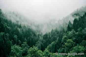 5 reasons why forest carbon credits are crucial to climate action - World Economic Forum