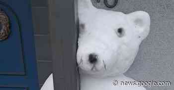 Osterburken: Eisbär Bruno grüßt Nachbarn - Neckartal und ... - Rhein-Neckar Zeitung