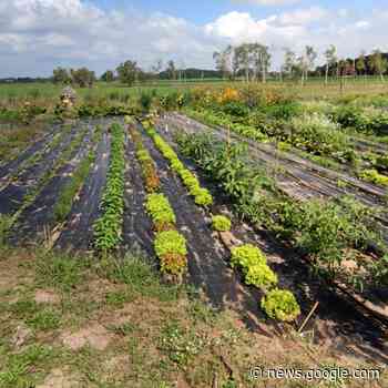 Auf dem Rietzer Berg gibt es einen großen Gemeinschaftsgarten - Meetingpoint