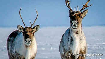 Network of guardians working to protect Bathurst caribou - Cabin Radio