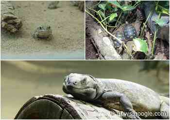 Wenn Exoten umziehen: Umzug mal drei aus dem Zoo Neuwied - NR-Kurier - Internetzeitung für den Kreis Neuwied
