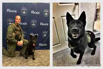 'Unique bond': Barrie canine unit mourns retired police dog - OrilliaMatters